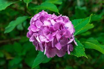大平山の紫陽花（栃木県栃木市）
