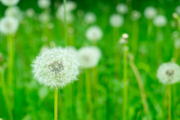 A field of dandelions thriving in green grass on a sunny day