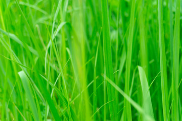 Close up of fresh thick grass