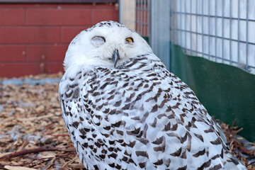 White polar owl in zoo. Wild bird of prey. Structure of tundra owls with white plumage. 
