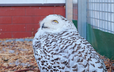 White polar owl in zoo. Wild bird of prey. Structure of tundra owls with white plumage. 