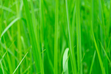 Close up of fresh thick grass