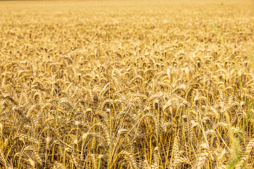 Weizenfeld in Deutschland