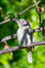 Closeup of kookaburra in its natural habitat on Magnetic Island, Queensland, Australia. Kookaburras live in Eastern Australia and they are protected by Australian law.