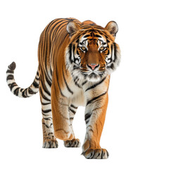 Fototapeta premium Majestic tiger walking forward, showcasing its powerful stride and striking orange and black striped fur. Perfect for wildlife and nature themes.
