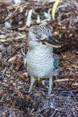 Closeup of kookaburra in its natural habitat on Magnetic Island, Queensland, Australia. Kookaburras live in Eastern Australia and they are protected by Australian law.