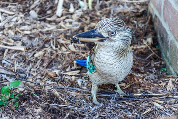 Closeup of kookaburra in its natural habitat on Magnetic Island, Queensland, Australia. Kookaburras live in Eastern Australia and they are protected by Australian law.