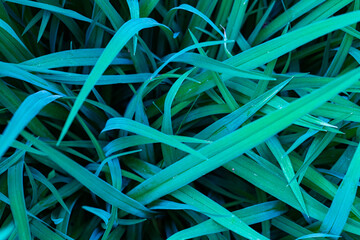 Close up of fresh thick grass