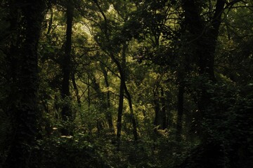 Obraz premium Twilight Serenade in the Forest