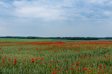 a vast field of red poppies and a country road in the distance