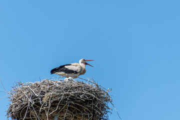 a stork pecks a red beak in its nest