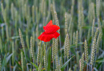 a lone red poppy flower in a wheat field