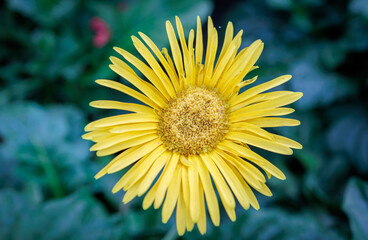 Single yellow gerbera daisy blooming in the garden
