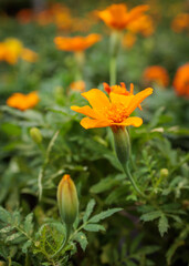 Single orange marigold flower blooming in garden