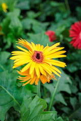 Vibrant yellow gerbera daisy blooming in the garden