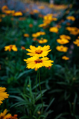 Two bright yellow flowers blooming in a field of green