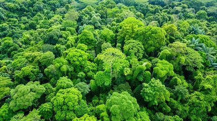 Aerial drone shot of dense jungle canopy with rich greenery, Jungle canopy, tropical rainforest
