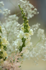 Hochzeitstischdekoration mit weißem Löwenmaul, Nahaufnahme