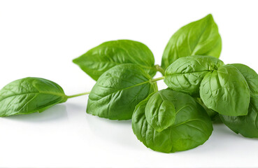 Fototapeta premium Herbal basil leaves, isolated on white background