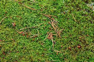 Green moss pattern wallpaper, Moss in the wild forest of Finland, background with copy space