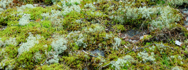 Beautiful moss and lichen covered stone. Bright green moss background. Saturated green abstract pattern. Shallow focus. Filled full frame picture. Side view.