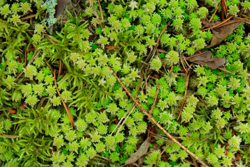 Green moss pattern wallpaper, Moss in the wild forest of Finland, background with copy space