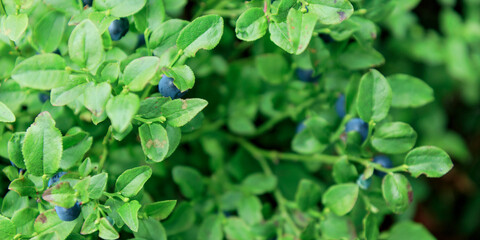 Close-up banner of wild blueberry twigs with ripe fresh organic natural blueberries in summer forest of Finland, texture, background