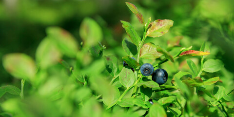 Close-up banner of wild blueberry twigs with ripe fresh organic natural blueberries in summer forest of Finland with bokeh