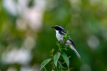 male, grey bush chat or Saxicola ferreus near Pithoragarh, Uttarakhand, India