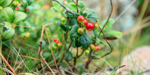 A sprig of semi-red ripening wholesome lingonberry with green leaves and grass on a blurred background. Nature background. Wild partridgeberry, or cowberry grows in the pine forest.