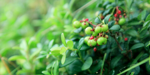 The process of growth and ripening of organic lingonberry berries, unripe green and pinkish berries. Nature background. Wild unripe partridgeberry, or cowberry grows in the forest.