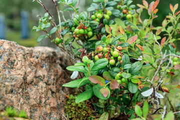The process of growth and ripening of organic lingonberry berries, unripe green and pinkish...