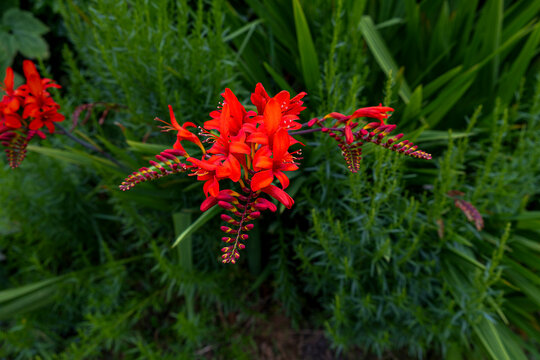 Beautiful red Montbretia Coppertips flower botanical name Crocosmia crocosiiflora found at the side of a Scottish roadway.