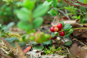 A sprig of semi-red ripening wholesome lingonberry with green leaves and grass on a blurred background. Nature background. Wild partridgeberry, or cowberry grows in the pine forest.
