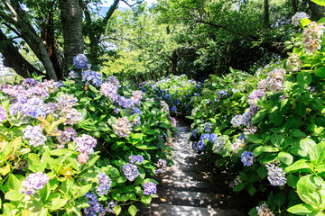 A Path Through a Hydrangea-Lined Garden in Full Bloom, Shimoda, Japan