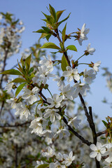 white spring flowers on a branch, close-up of a flowering tree, blue sky in the background