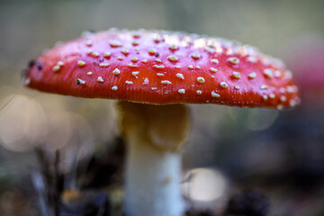 Fliegenpilz im Wald