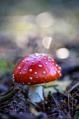 Fliegenpilz im Wald