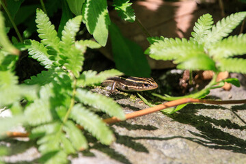 A Moment of Tranquility: A Skink Basking in the Warmth of the Morning Sun
