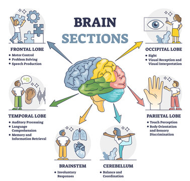 Brain sections and organ part functions in labeled anatomical outline diagram, transparent background. Medical biological explanation scheme with lobe.