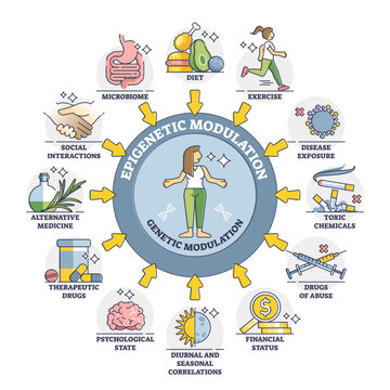 Epigenetic modulation as environmental effect to phenotype outline diagram, transparent background. External influence and mediator process elements in labeled educational cycle scheme illustration.