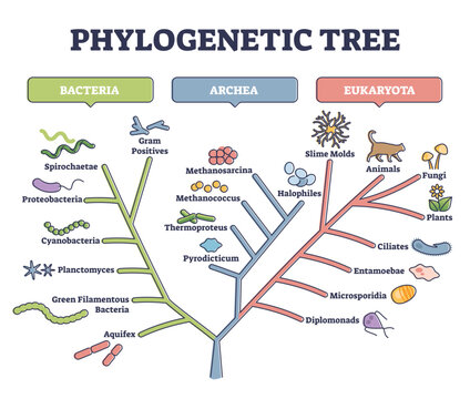 Phylogenetic tree, phylogeny or evolutionary classification outline diagram, transparent background. Labeled educational scheme with bacteria, archea and eukaryota illustration.