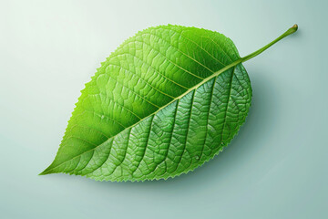 Obraz premium Explore this beautifully illustrated vibrant green leaf, highlighting intricate textures, perfect for nature-themed projects and designs.