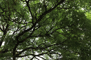 Obraz premium Green tree canopy with branches and leaves viewed from below 