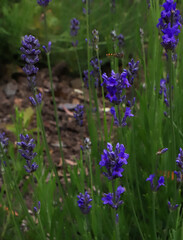 Obraz premium Lavender flowers blooming in garden close up with green background 