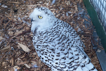 White polar owl in zoo. Wild bird of prey. Structure of tundra owls with white plumage. 