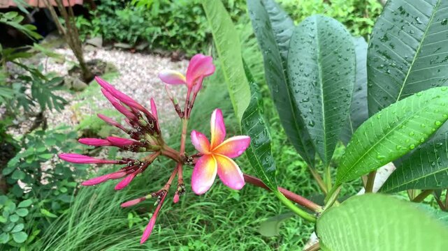 Pink and yellow flowers or Adenium Arabicum in the garden. Beautiful flowers blown by the wind during the rain