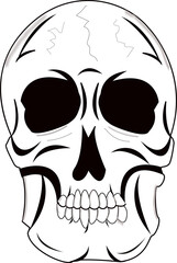 Tête de squelette sur fond blanc	