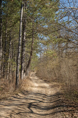 Spring forest road. A dirt road among flowering and pine trees. The sunny landscape of early spring. The dogwood is in bloom. Bright blue sky through the branches. The concept of traveling, hiking