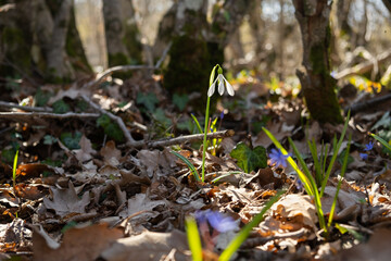 Snowdrop Galanthus nivalis in the forest close-up. Macro photography of snowdrops among fallen leaves in spring. Tender first flowers in bright sunlight. The concept of spring. Soft selective focus.